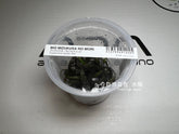 ADA 紅螺旋椒草 Cryptocoryne spiralis red IC195